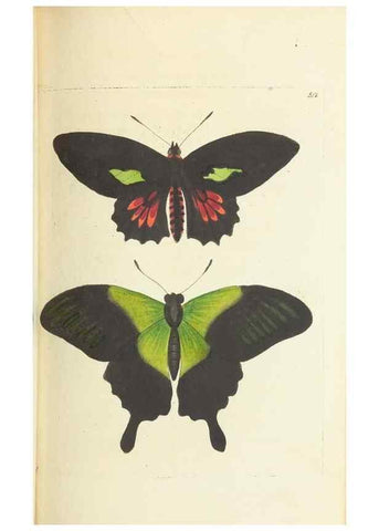 Reproducción/Reproduction 30526916620: The naturalist's miscellany, or Coloured figures of natural objects. London :Printed for Nodder & Co.,1789-1813