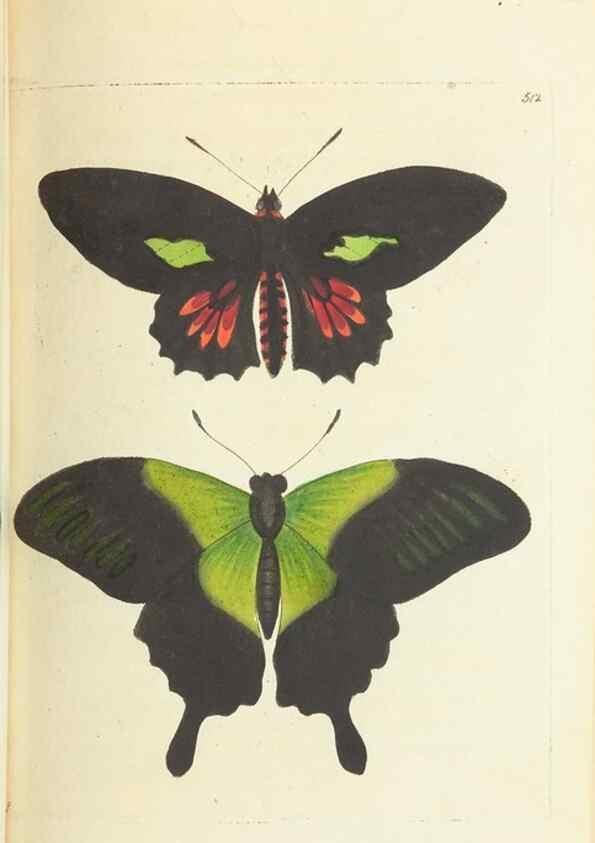 Reproducción/Reproduction 30526916620: The naturalist's miscellany, or Coloured figures of natural objects. London :Printed for Nodder & Co.,1789-1813
