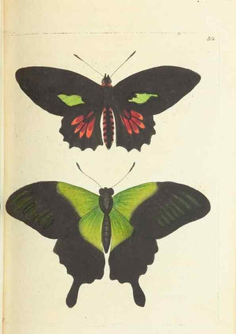 Reproducción/Reproduction 30526916620: The naturalist's miscellany, or Coloured figures of natural objects. London :Printed for Nodder & Co.,1789-1813