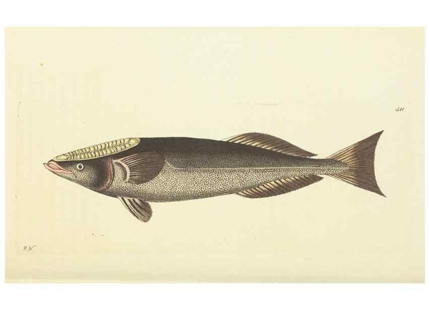 Reproducción/Reproduction 30711045142: The naturalist's miscellany, or Coloured figures of natural objects. London :Printed for Nodder & Co.,1789-1813