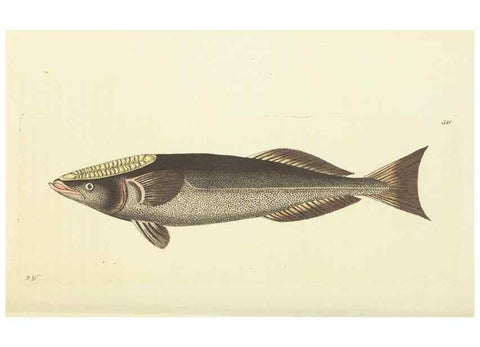 Reproducción/Reproduction 30711045142: The naturalist's miscellany, or Coloured figures of natural objects. London :Printed for Nodder & Co.,1789-1813