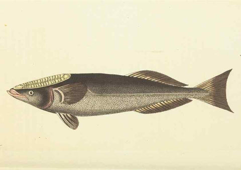 Reproducción/Reproduction 30711045142: The naturalist's miscellany, or Coloured figures of natural objects. London :Printed for Nodder & Co.,1789-1813