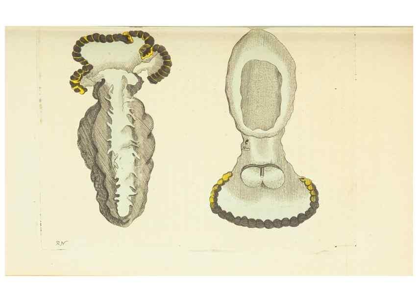 Reproducción/Reproduction 30740018191: The naturalist's miscellany, or Coloured figures of natural objects. London :Printed for Nodder & Co.,1789-1813