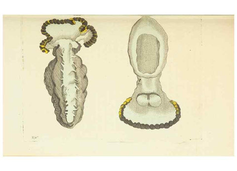Reproducción/Reproduction 30740018191: The naturalist's miscellany, or Coloured figures of natural objects. London :Printed for Nodder & Co.,1789-1813