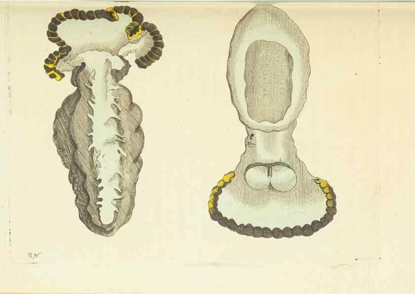 Reproducción/Reproduction 30740018191: The naturalist's miscellany, or Coloured figures of natural objects. London :Printed for Nodder & Co.,1789-1813