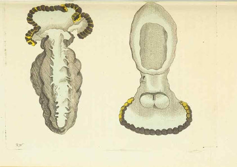 Reproducción/Reproduction 30740018191: The naturalist's miscellany, or Coloured figures of natural objects. London :Printed for Nodder & Co.,1789-1813
