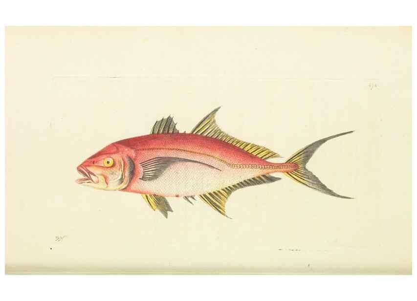 Reproducción/Reproduction 30739965941: The naturalist's miscellany, or Coloured figures of natural objects. London :Printed for Nodder & Co.,1789-1813