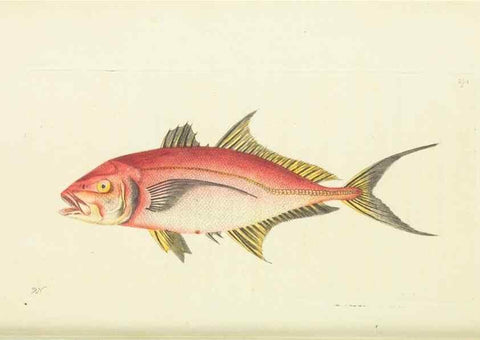 Reproducción/Reproduction 30739965941: The naturalist's miscellany, or Coloured figures of natural objects. London :Printed for Nodder & Co.,1789-1813