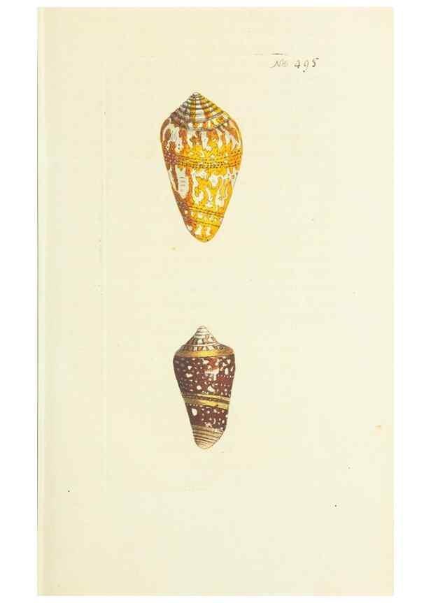 Reproducción/Reproduction 30711004512: The naturalist's miscellany, or Coloured figures of natural objects. London :Printed for Nodder & Co.,1789-1813