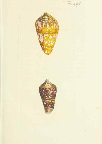 Reproducción/Reproduction 30711004512: The naturalist's miscellany, or Coloured figures of natural objects. London :Printed for Nodder & Co.,1789-1813