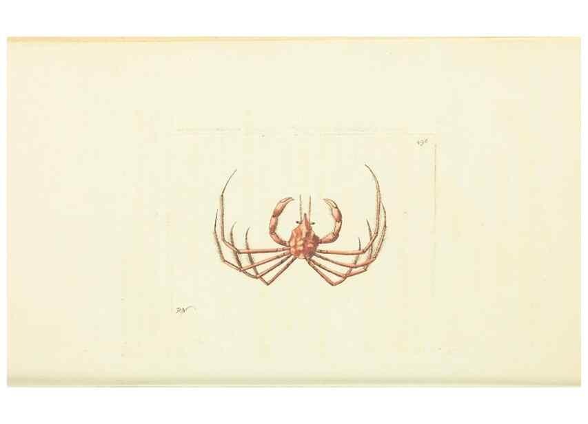 Reproducción/Reproduction 30827862935: The naturalist's miscellany, or Coloured figures of natural objects. London :Printed for Nodder & Co.,1789-1813