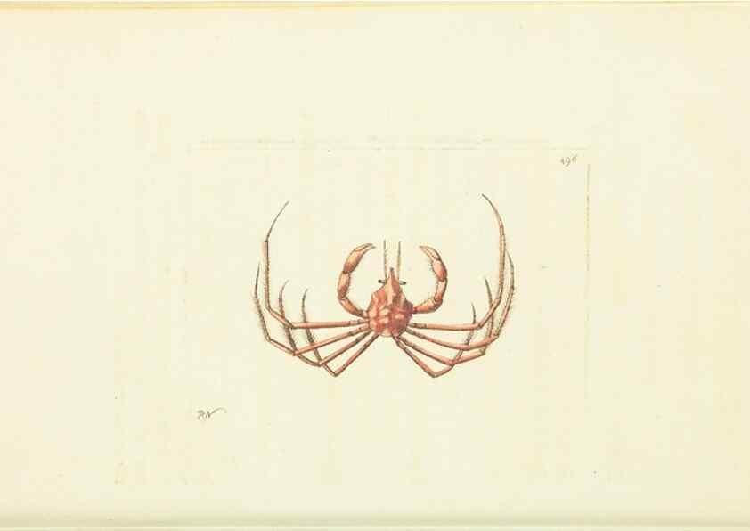 Reproducción/Reproduction 30827862935: The naturalist's miscellany, or Coloured figures of natural objects. London :Printed for Nodder & Co.,1789-1813