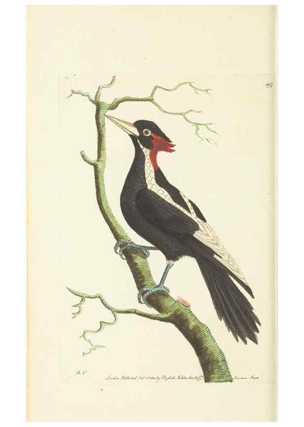 Reproducción/Reproduction 30739973511: The naturalist's miscellany, or Coloured figures of natural objects. London :Printed for Nodder & Co.,1789-1813