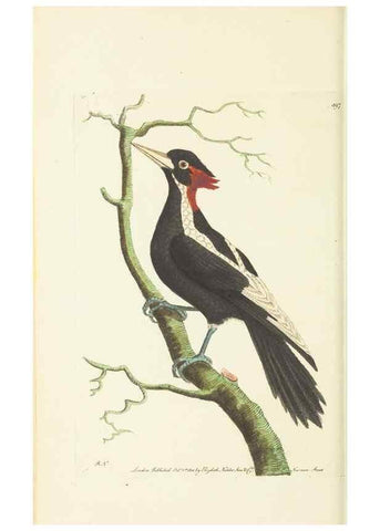 Reproducción/Reproduction 30739973511: The naturalist's miscellany, or Coloured figures of natural objects. London :Printed for Nodder & Co.,1789-1813