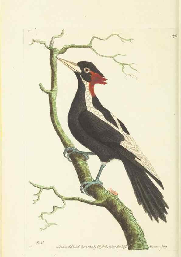 Reproducción/Reproduction 30739973511: The naturalist's miscellany, or Coloured figures of natural objects. London :Printed for Nodder & Co.,1789-1813
