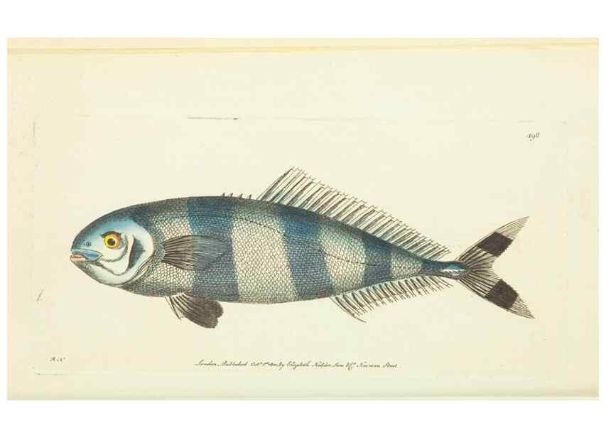 Reproducción/Reproduction 30526887460: The naturalist's miscellany, or Coloured figures of natural objects. London :Printed for Nodder & Co.,1789-1813