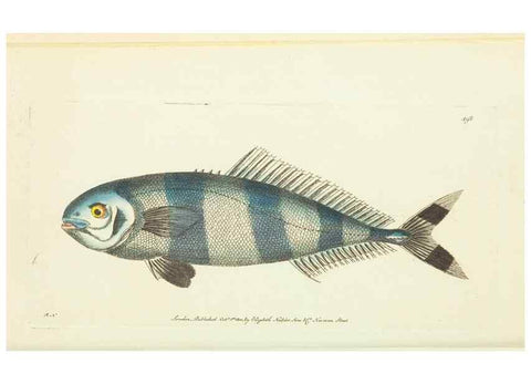 Reproducción/Reproduction 30526887460: The naturalist's miscellany, or Coloured figures of natural objects. London :Printed for Nodder & Co.,1789-1813