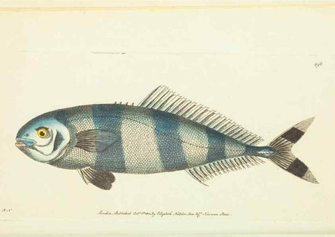 Reproducción/Reproduction 30526887460: The naturalist's miscellany, or Coloured figures of natural objects. London :Printed for Nodder & Co.,1789-1813