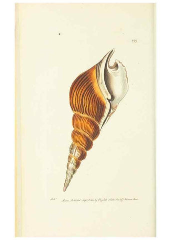 Reproducción/Reproduction 30526888940: The naturalist's miscellany, or Coloured figures of natural objects. London :Printed for Nodder & Co.,1789-1813