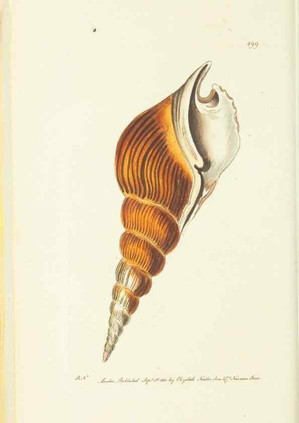 Reproducción/Reproduction 30526888940: The naturalist's miscellany, or Coloured figures of natural objects. London :Printed for Nodder & Co.,1789-1813