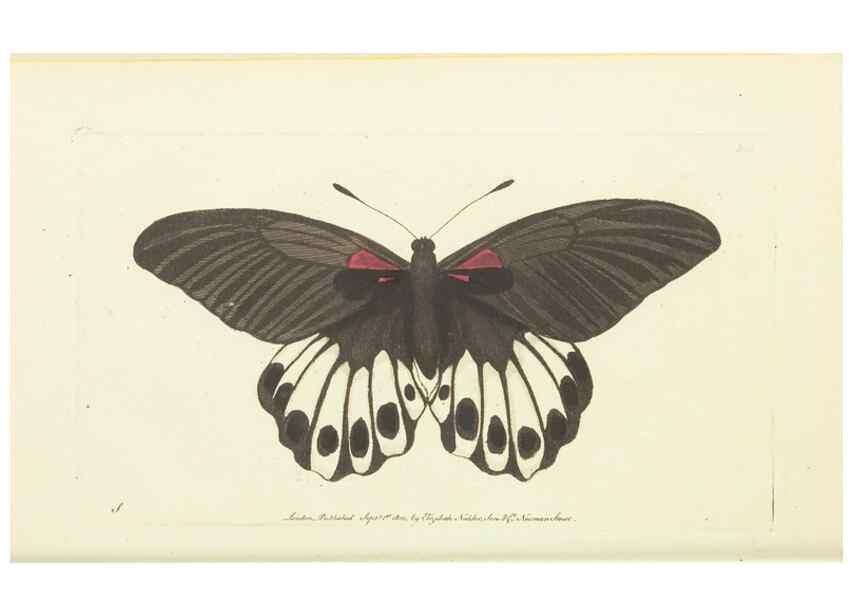 Reproducción/Reproduction 30827869965: The naturalist's miscellany, or Coloured figures of natural objects. London :Printed for Nodder & Co.,1789-1813