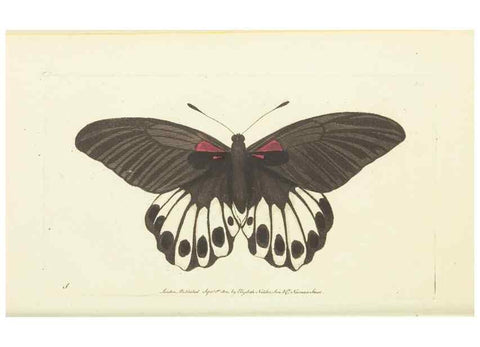 Reproducción/Reproduction 30827869965: The naturalist's miscellany, or Coloured figures of natural objects. London :Printed for Nodder & Co.,1789-1813