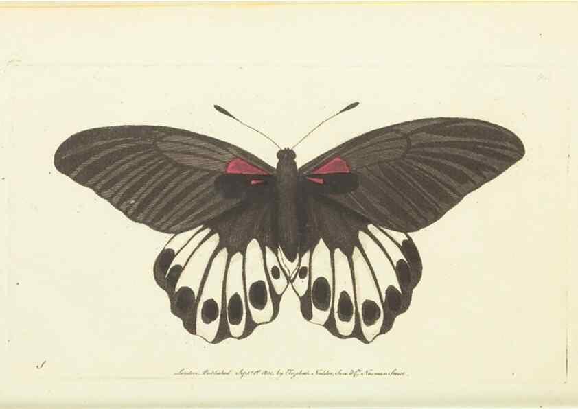 Reproducción/Reproduction 30827869965: The naturalist's miscellany, or Coloured figures of natural objects. London :Printed for Nodder & Co.,1789-1813