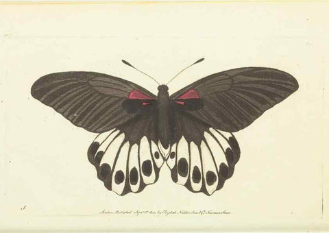 Reproducción/Reproduction 30827869965: The naturalist's miscellany, or Coloured figures of natural objects. London :Printed for Nodder & Co.,1789-1813