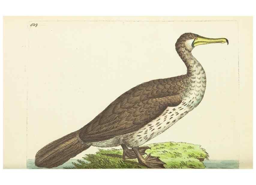 Reproducción/Reproduction 30192907703: The naturalist's miscellany, or Coloured figures of natural objects. London :Printed for Nodder & Co.,1789-1813