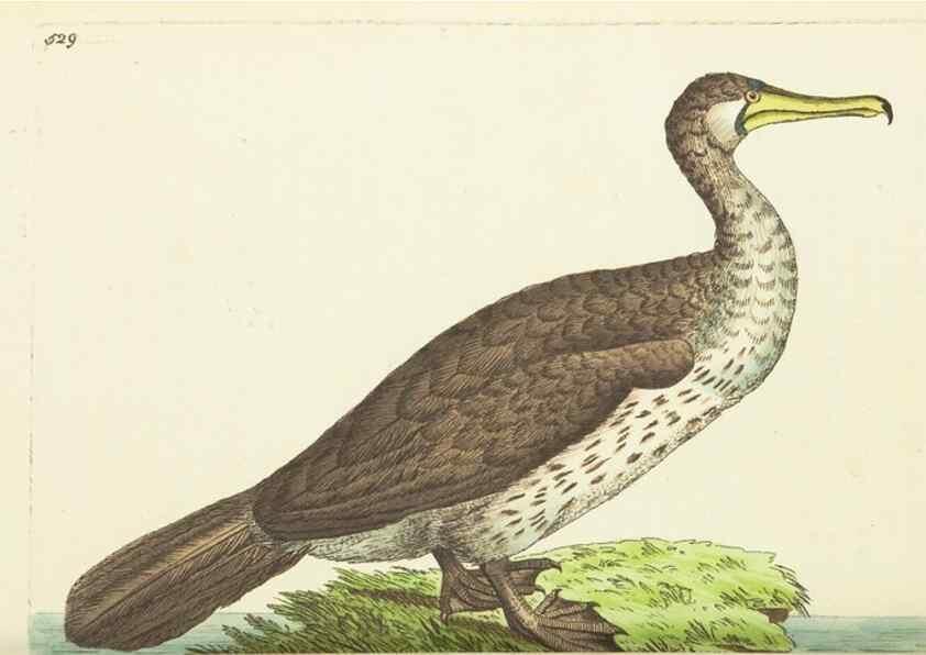 Reproducción/Reproduction 30192907703: The naturalist's miscellany, or Coloured figures of natural objects. London :Printed for Nodder & Co.,1789-1813