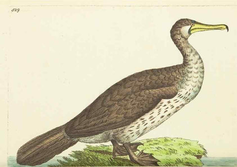 Reproducción/Reproduction 30192907703: The naturalist's miscellany, or Coloured figures of natural objects. London :Printed for Nodder & Co.,1789-1813