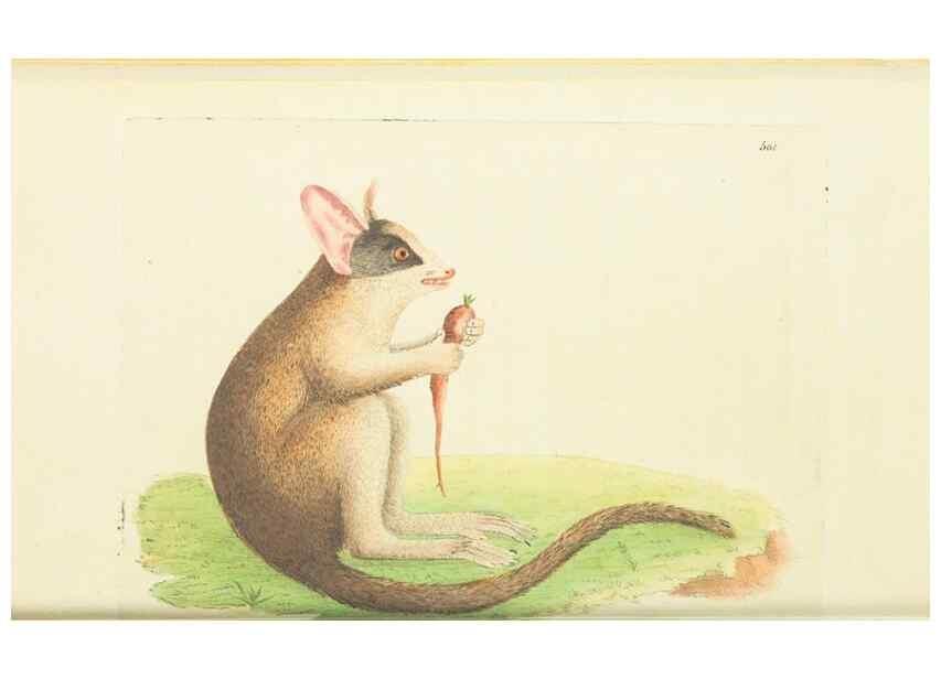 Reproducción/Reproduction 30711019052: The naturalist's miscellany, or Coloured figures of natural objects. London :Printed for Nodder & Co.,1789-1813