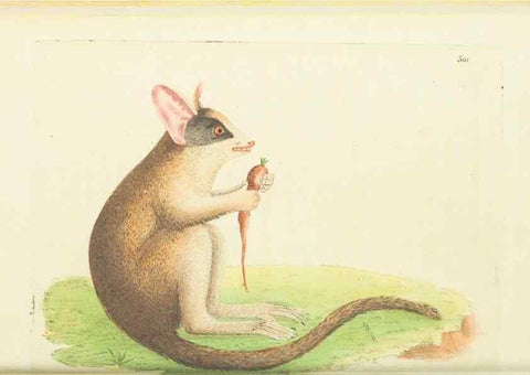 Reproducción/Reproduction 30711019052: The naturalist's miscellany, or Coloured figures of natural objects. London :Printed for Nodder & Co.,1789-1813