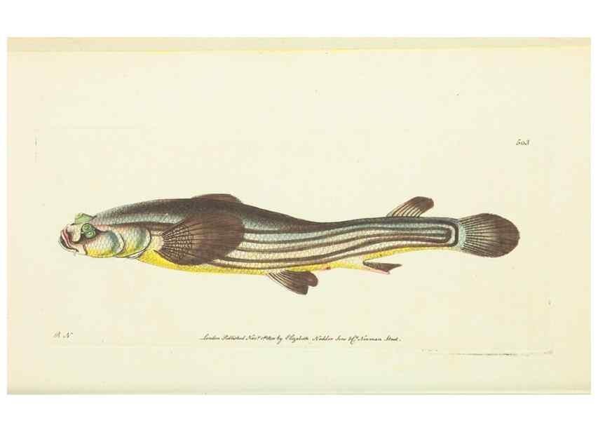 Reproducción/Reproduction 30526897960: The naturalist's miscellany, or Coloured figures of natural objects. London :Printed for Nodder & Co.,1789-1813