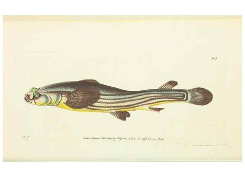 Reproducción/Reproduction 30526897960: The naturalist's miscellany, or Coloured figures of natural objects. London :Printed for Nodder & Co.,1789-1813