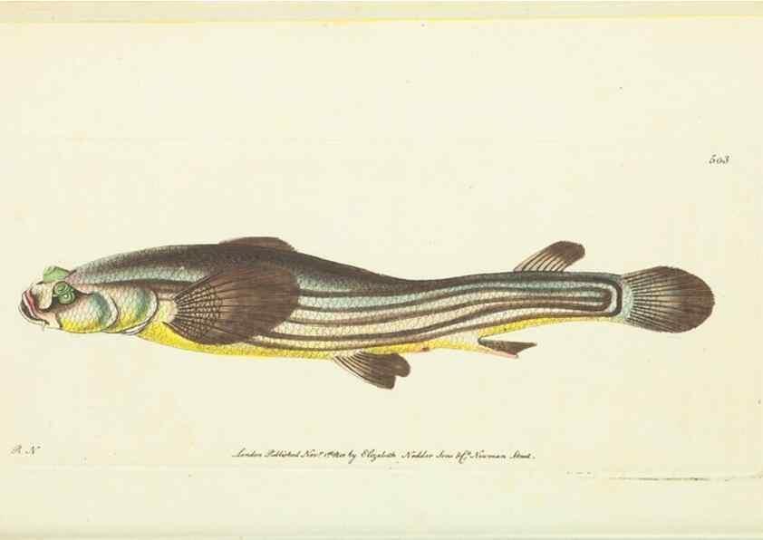 Reproducción/Reproduction 30526897960: The naturalist's miscellany, or Coloured figures of natural objects. London :Printed for Nodder & Co.,1789-1813