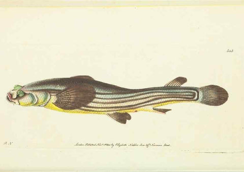 Reproducción/Reproduction 30526897960: The naturalist's miscellany, or Coloured figures of natural objects. London :Printed for Nodder & Co.,1789-1813
