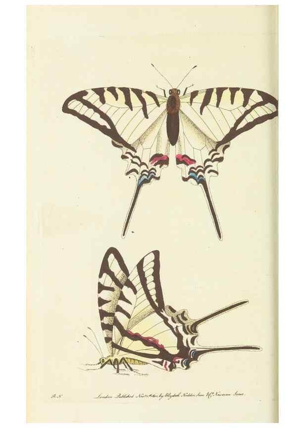 Reproducción/Reproduction 30196159804: The naturalist's miscellany, or Coloured figures of natural objects. London :Printed for Nodder & Co.,1789-1813