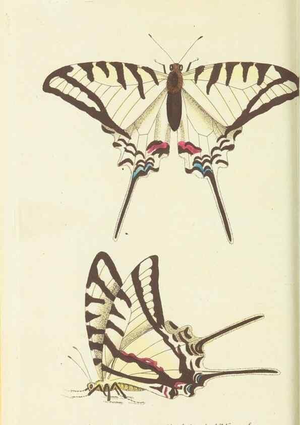 Reproducción/Reproduction 30196159804: The naturalist's miscellany, or Coloured figures of natural objects. London :Printed for Nodder & Co.,1789-1813