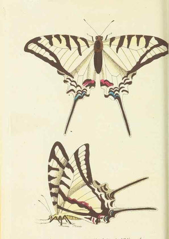 Reproducción/Reproduction 30196159804: The naturalist's miscellany, or Coloured figures of natural objects. London :Printed for Nodder & Co.,1789-1813