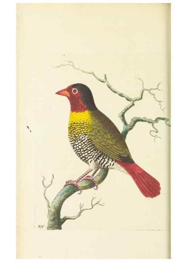 Reproducción/Reproduction 30711028652: The naturalist's miscellany, or Coloured figures of natural objects. London :Printed for Nodder & Co.,1789-1813