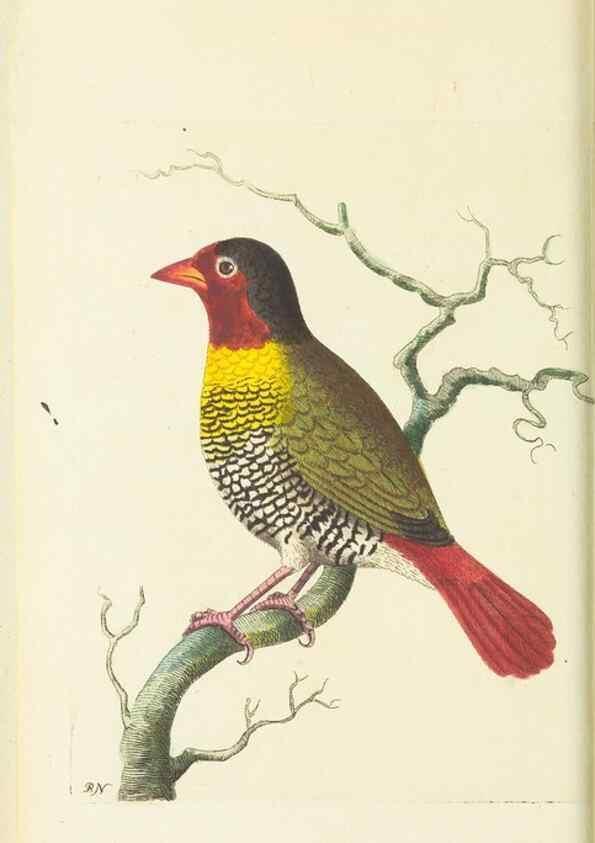 Reproducción/Reproduction 30711028652: The naturalist's miscellany, or Coloured figures of natural objects. London :Printed for Nodder & Co.,1789-1813