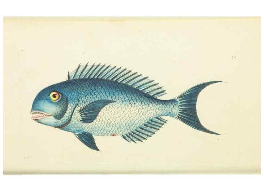 Reproducción/Reproduction 30196163464: The naturalist's miscellany, or Coloured figures of natural objects. London :Printed for Nodder & Co.,1789-1813