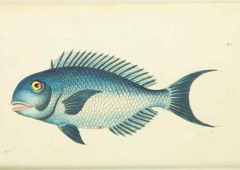 Reproducción/Reproduction 30196163464: The naturalist's miscellany, or Coloured figures of natural objects. London :Printed for Nodder & Co.,1789-1813