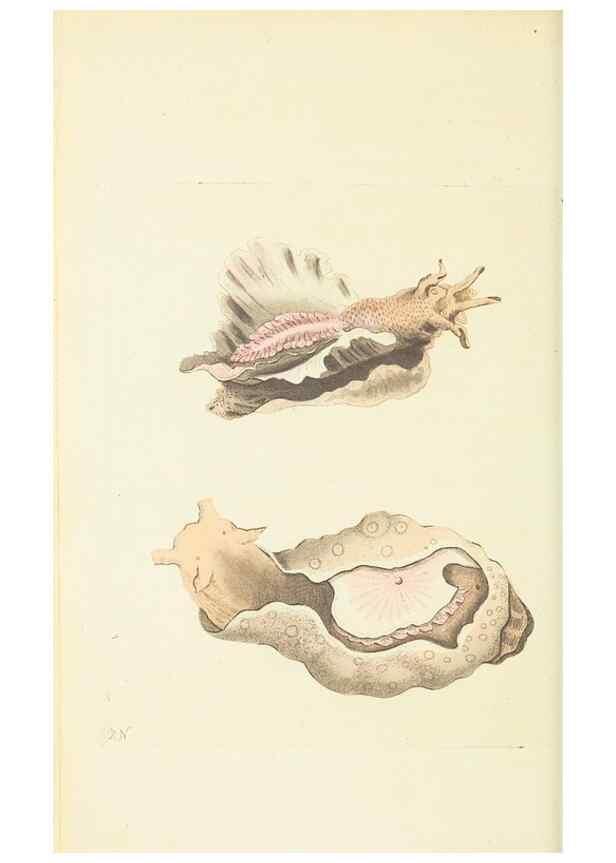 Reproducción/Reproduction 30740009891: The naturalist's miscellany, or Coloured figures of natural objects. London :Printed for Nodder & Co.,1789-1813