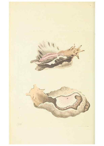 Reproducción/Reproduction 30740009891: The naturalist's miscellany, or Coloured figures of natural objects. London :Printed for Nodder & Co.,1789-1813