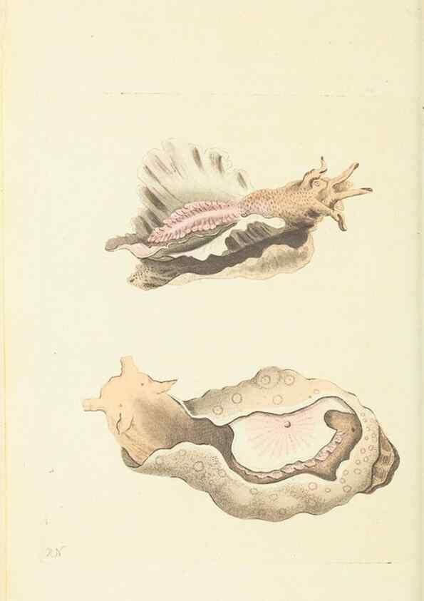 Reproducción/Reproduction 30740009891: The naturalist's miscellany, or Coloured figures of natural objects. London :Printed for Nodder & Co.,1789-1813