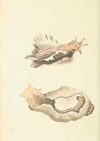 Reproducción/Reproduction 30740009891: The naturalist's miscellany, or Coloured figures of natural objects. London :Printed for Nodder & Co.,1789-1813