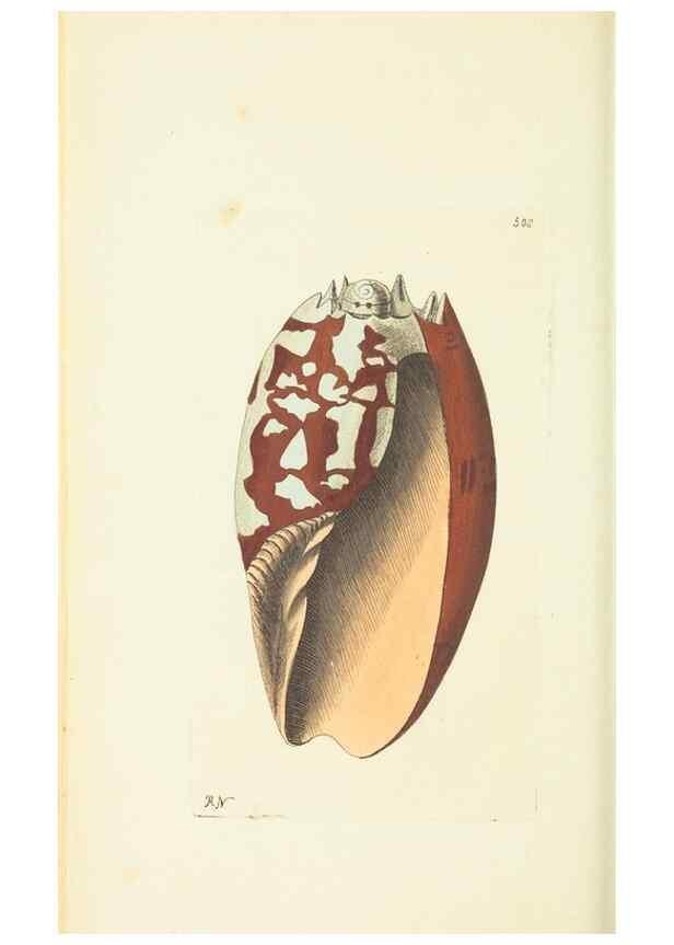 Reproducción/Reproduction 30192864603: The naturalist's miscellany, or Coloured figures of natural objects. London :Printed for Nodder & Co.,1789-1813