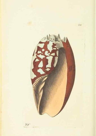 Reproducción/Reproduction 30192864603: The naturalist's miscellany, or Coloured figures of natural objects. London :Printed for Nodder & Co.,1789-1813
